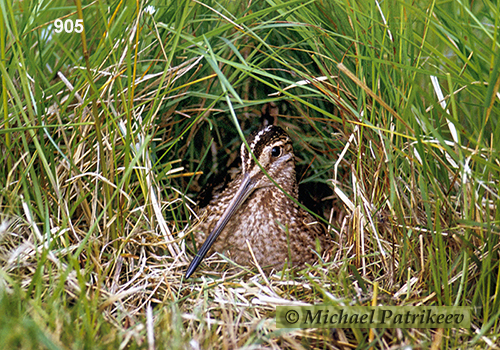 Common Snipe (Gallinago gallinago)